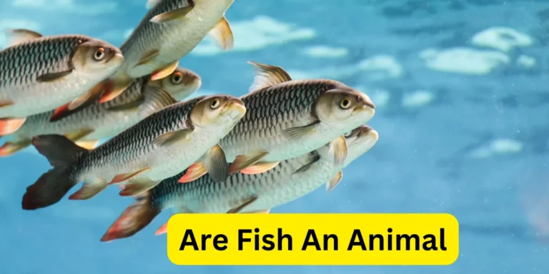 Are Fish An Animal