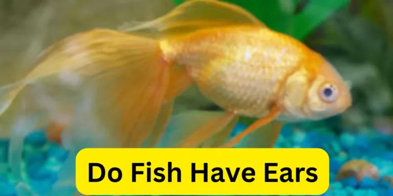Do Fish Have Ears