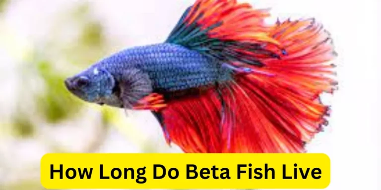 How Long Do Beta Fish Live